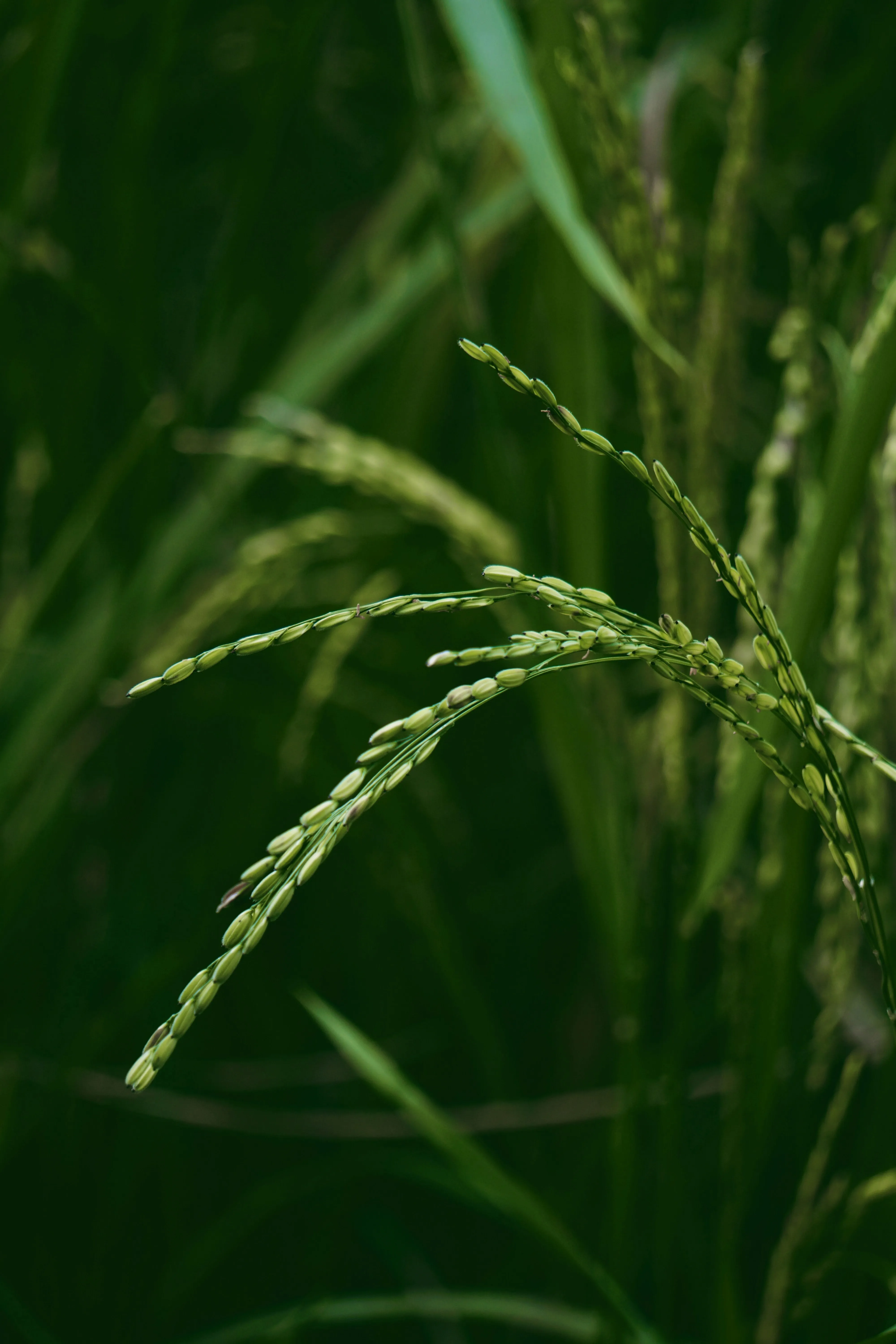 Rice Paddy