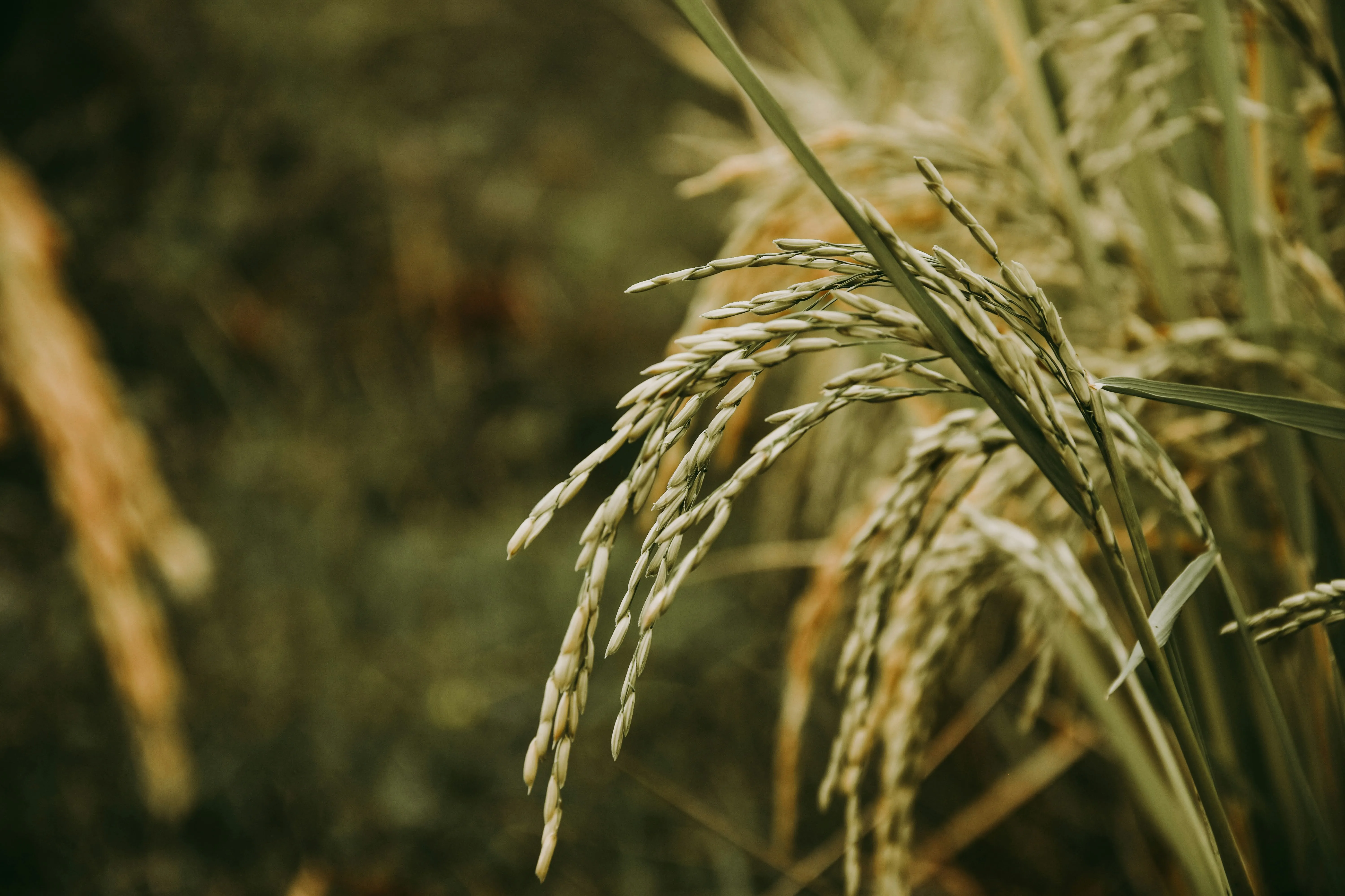 Rice Paddy