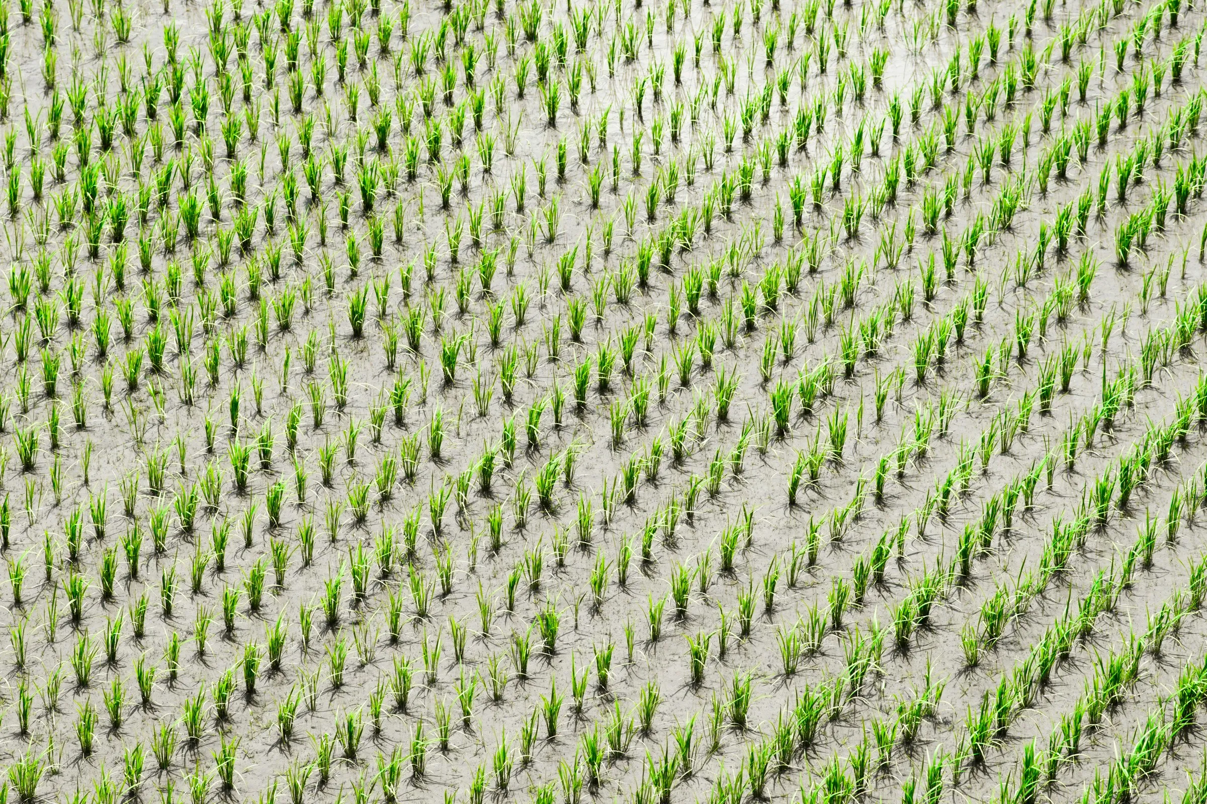 Paddy Crops